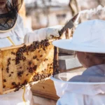 GisBee Bienenakademie
